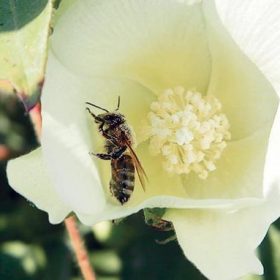 Μέλι Βαμβάκι 5 bambaki meli